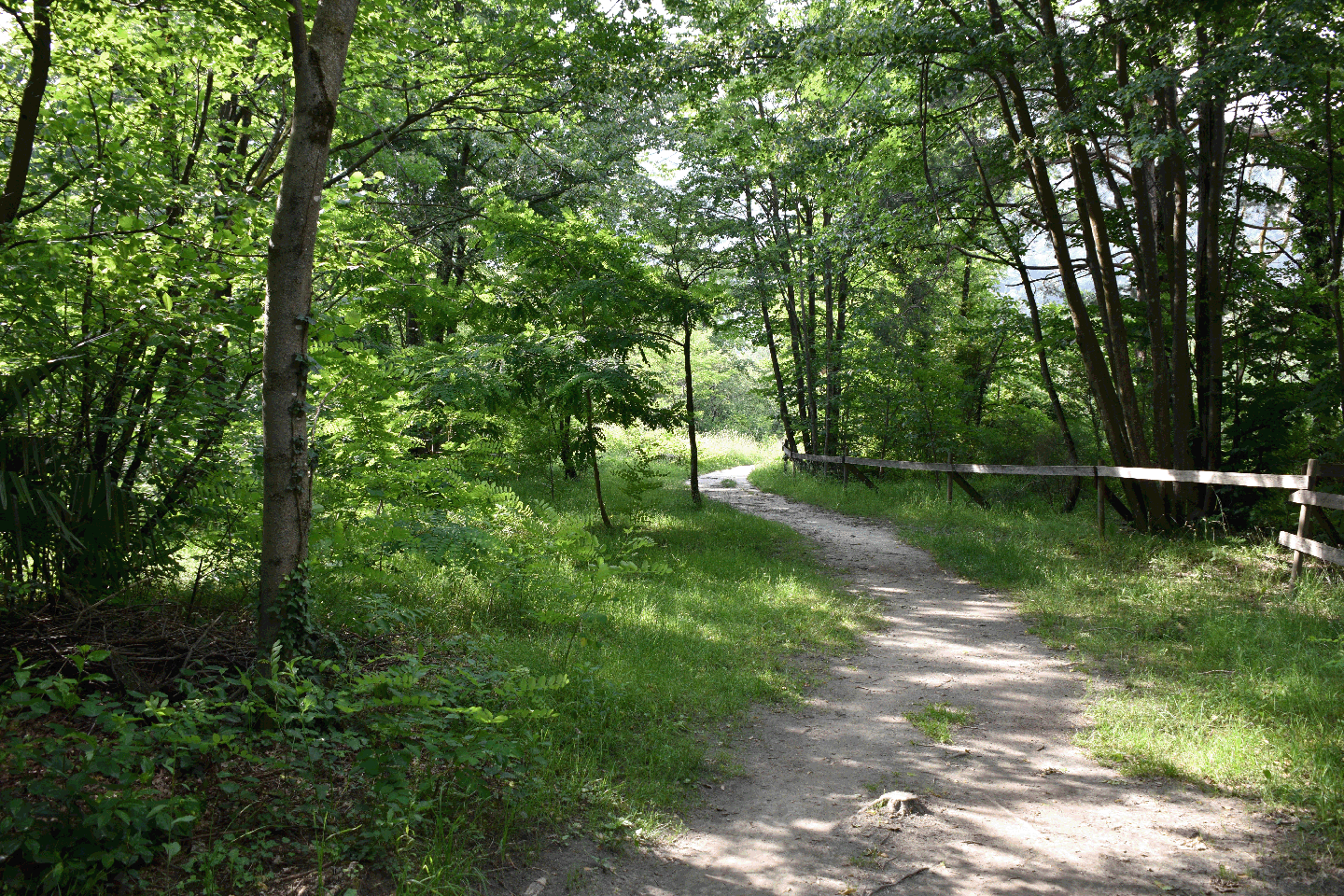 Coaching passeggiando nel bosco